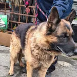 Znaleziono psa, Racibórz, 20 grudnia 2025