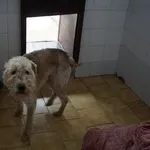 Pies do adopcji, Kraków, 19 listopada 2025