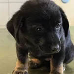 Znaleziono psa, Lublin, 23 grudnia 2025