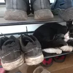 Zaginął kot, Łódź, 23 grudnia 2025