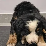 Znaleziono psa, Toruń, 21 grudnia 2025