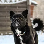 Znaleziono psa, Chojnice, 24 listopada 2025