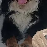 Zaginął pies, Łódź, 24 grudnia 2025