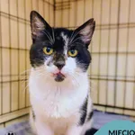 Kot do adopcji, Gdynia, 24 grudnia 2025