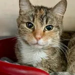 Kot do adopcji, Bydgoszcz, 25 grudnia 2025