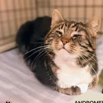 Kot do adopcji, Gdynia, 24 grudnia 2025