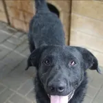 Oddam psa, Warszawa, 26 grudnia 2025