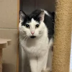 Kot do adopcji, Bydgoszcz, 25 grudnia 2025