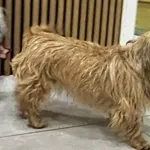 Znaleziono psa, Łódź, 26 grudnia 2025