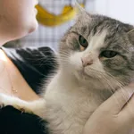 Znaleziono kota, Sosnowiec, 24 grudnia 2025