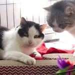 Znaleziono kota, Sosnowiec, 24 grudnia 2025