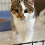 Kot do adopcji, Bydgoszcz, 25 grudnia 2025