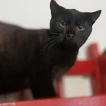 Oddam kota, Warszawa, 26 grudnia 2025