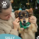 Pies do adopcji, Dąbrówka, 26 grudnia 2025