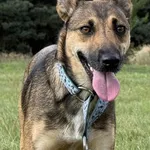 Pies do adopcji, Pieczyska, 26 grudnia 2025