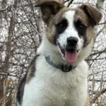 Pies do adopcji, Pieczyska, 26 grudnia 2025