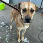 Pies do adopcji, Zgierz, 25 grudnia 2025