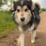 Zaginął pies, Laski, 26 grudnia 2025