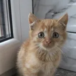 Kot do adopcji, Grudziądz, 11 listopada 2025