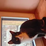 Znaleziono kota, Łódź, 26 grudnia 2025