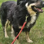 Pies do adopcji, Zgierz, 27 grudnia 2025