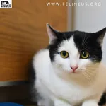 Kot do adopcji, Kielnarowa, 27 grudnia 2025