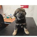 Znaleziono psa, Białystok, 3 grudnia 2025