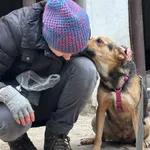 Pies do adopcji, Milanówek, 1 stycznia 2026