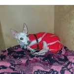 Znaleziono psa, Białystok, 1 listopada 2025