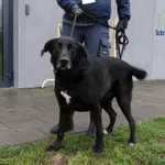 Znaleziono psa, Szczecin, 23 grudnia 2025