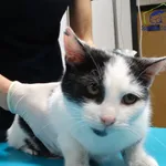 Znaleziono kota, Szczecin, 27 grudnia 2025