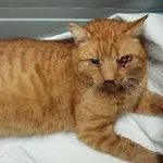 Znaleziono kota, Toruń, 26 grudnia 2025