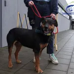 Znaleziono psa, Szczecin, 23 grudnia 2025