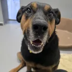 Znaleziono psa, Szczecin, 23 grudnia 2025