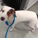 Znaleziono psa, Toruń, 24 grudnia 2025