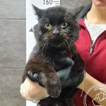 Znaleziono kota, Chełmek, 26 grudnia 2025