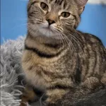 Znaleziono kota, Grudziądz, 1 listopada 2025