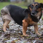 Pies poz. 25/0559 w DT