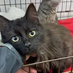 Kot do adopcji, Olsztyn, 10 grudnia 2025