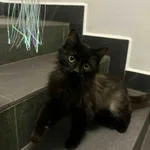 Kot do adopcji, Olsztyn, 10 grudnia 2025