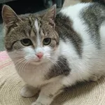 Znaleziono kota, Racławice, 25 grudnia 2025