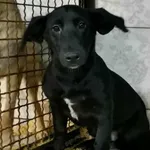 Znaleziono psa, Toruń, 28 grudnia 2025