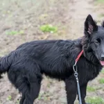 Pies do adopcji, Korabiewice, 28 grudnia 2025