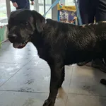 Znaleziono psa, Olsztyn, 25 grudnia 2025