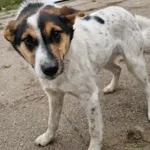 Znaleziono psa, Racławice, 27 grudnia 2025