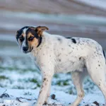 Znaleziono psa, Racławice, 27 grudnia 2025