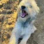 Pies do adopcji, Przyborówko, 28 grudnia 2025