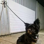 Znaleziono psa, Racławice, 28 grudnia 2025