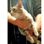 Znaleziono kota, Białystok, 12 października 2025