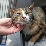 Kot do adopcji, Racławice, 23 grudnia 2025